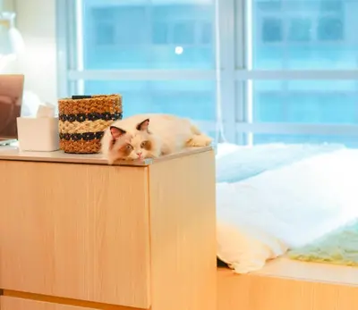 a cat laying on top of a dresser at 400mpbs, Free pool access! Eastwood LeGrand 3 - Mowai Suites in Manila