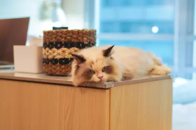 an orange cat laying on top of a counter at 400mpbs, Free pool access! Eastwood LeGrand 3 - Mowai Suites in Manila