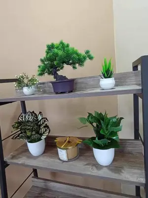 four potted plants sitting on a wooden shelf at Urban Zen in Calamba
