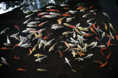 a large group of fish swimming in the water at Marina- Avant BGC parking w fee in Manila