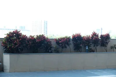 a row of plants on a wall in a building at Golden Seagulls Hotel in Manila