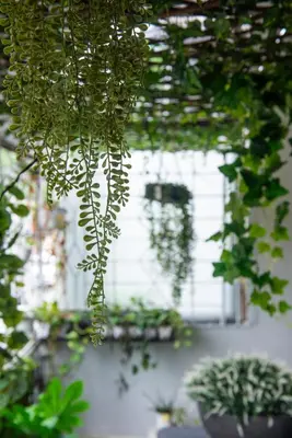 a bunch of plants hanging from a ceiling at Homey and Cozey Poblacion Makati S05 in Manila