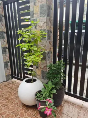 two plants in pots sitting on a balcony at Samong Transient House in Imus