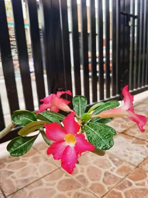 a pink flower in a vase next to a fence at Samong Transient House in Imus