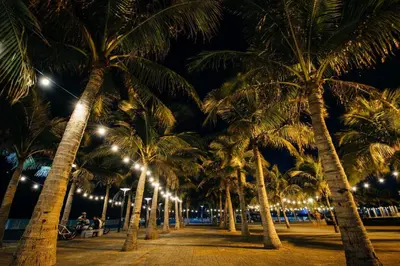 a row of palm trees on the beach at night at Junction Hostel, Poblacion Makati Avenue, Manila in Manila