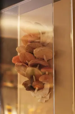 a bunch of mushrooms in a glass case at The Kin House - Poblacion Botique Hotel in Manila