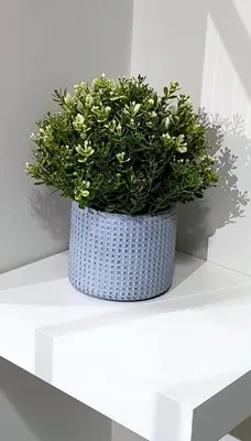 a plant in a white pot sitting on a shelf at El Marhabea Crib in Manila