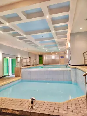 a cat is standing in a large swimming pool at 2 Bedroom and Bathroom Staycation Condo in Mandaluyong City near BONI MRT with WIFI and KARAOKE and POOL in Manila