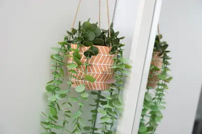 a bunch of potted plants hanging on a wall at Manhattan Heights Modern Studio in Manila