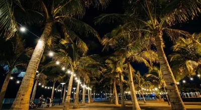 a row of palm trees at night with lights at City Stay Inns Slex Makati in Manila