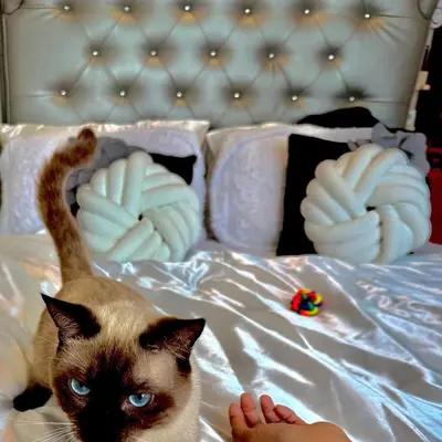 a cat laying on a bed next to a person at 1 Br - Royalty Vacation - Edsa Makati in Manila