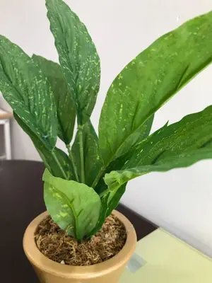 a green plant in a pot on a table at Manhattan Heights Tower-D Staycation in Metro Manila in Manila