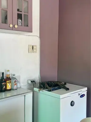 a cat laying on top of a refrigerator at Layover Guesthouse in Manila