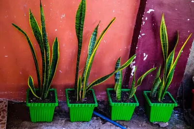 four green plants in green baskets against a wall at Entire House with 4 rooms near SM Molino and Vermosa Ayala in Imus