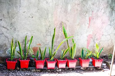 a row of plants in red pots next to a wall at Entire House with 4 rooms near SM Molino and Vermosa Ayala in Imus