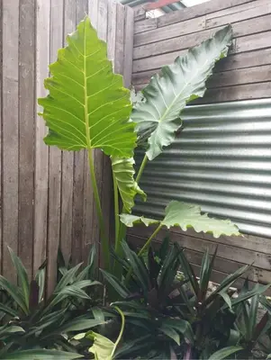 a large green plant next to a fence at The Hub District Garden Suites in Manila