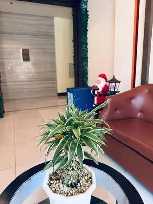 a potted plant sitting on a table next to a couch at One Palm Tree Villas across NAIA-T3 in Manila