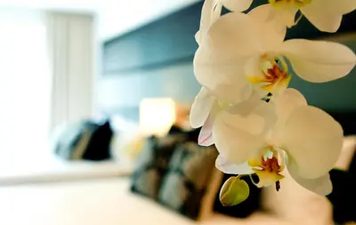 a bunch of white orchid flowers in a vase at Privato Ortigas in Manila