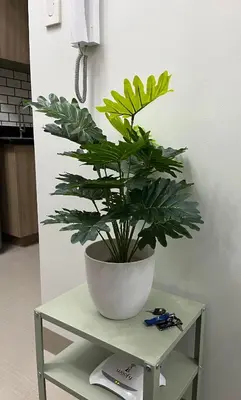 a potted plant sitting on top of a table at Staycation by Janeil at Shore 2 Residences SMDC, MOA Complex, Pasay City, Philippines in Manila