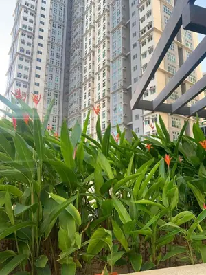 a group of plants in front of tall buildings at SLP Montecillo in Manila