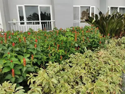 a garden of red flowers in front of a building at Crib's nr.BGC in Manila